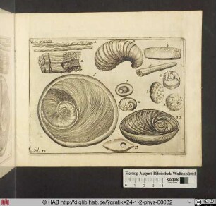 [Verschiedene Muscheln]