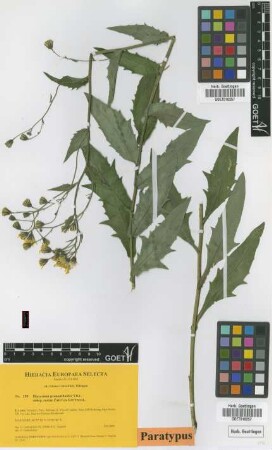 Hieracium prenanthoides Vill. subsp. costae Zahn ex Gottschl.[paratype]