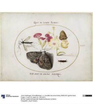 Schmetterlinge u. a. Insekten bei einer Nelke, Blatt XXXV (gestochene Folge I, 5 und II 5)