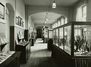 Heimatkundliches Schulmuseum des Dresdner Lehrervereins Sedanstraße, Museumsgang mit Vogelvitrine