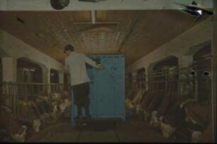 Fotografie: Fütterungstechnik, Anbindestall, Milchviehhaltung, Futtervorlage, Futterverteilwagen