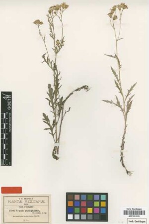 Senecio ctenophyllus Greenm. [type]