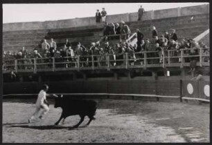 Beim Stierlauf in der Arena von Saintes-Maries-de-la-Mer