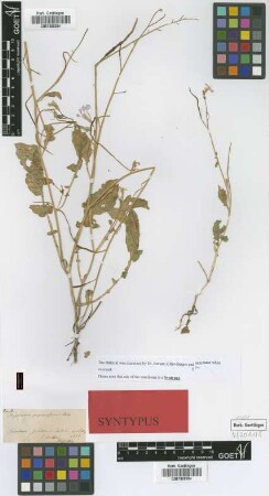 Raphanus pugioniformis Boiss. [syntype]