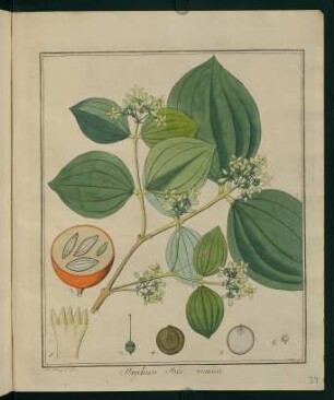 39r, Strychnos Nux vomica