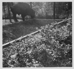Dresden. Zoologischer Garten. Büffel
