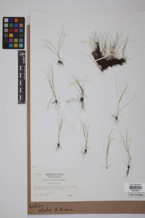 Isoetes velata velata A. Br.