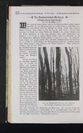 Von der Buchenrinden-Wollaus stark befallener Buchenstamm. Viehburger Gehölz bei Kiel