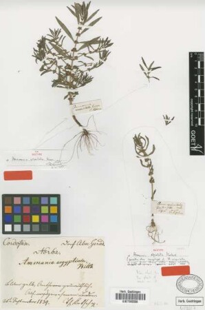 Ammannia urceolata Hiern [Isosyntype]