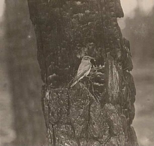 Grauschnäpper (Muscicapa striata Pall.) am Nest