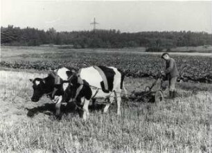 Ochsenpflug in der Oberlausitz : Transport und Kommunikation - Gespann. Ort: Hornja Łužica / Oberlausitz. Zwei Kühe ziehen einen Pflug.
