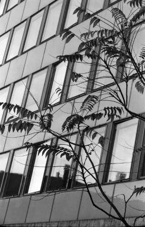 Reizvolle Verbindung von Herbstlaub und moderner Hochhausarchitektur.