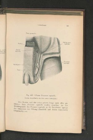 Fig. 497. Offener Processus vaginalis.