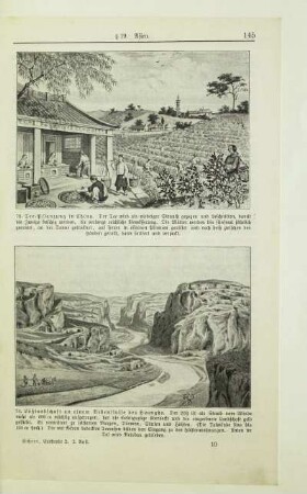 Tee-Pflanzung in China