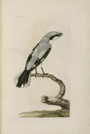 Great butcher bird