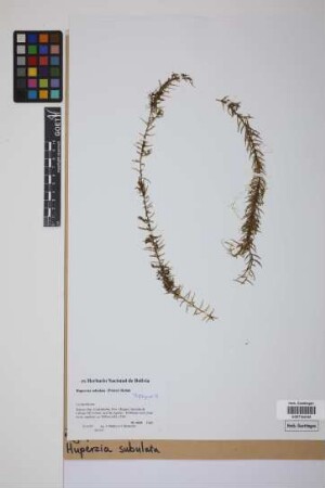 Phlegmariurus subulatus (Desv. ex Poir.) B. &Oslash;llg.