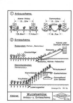 Wurzelgemüse Anbau- und Ernteschema