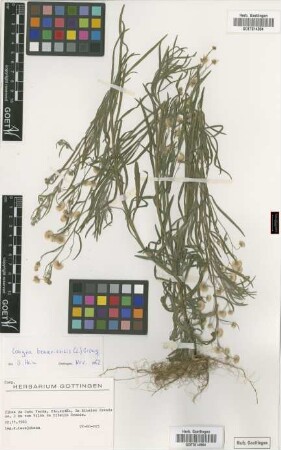 Conyza bonariensis (L.) Cronquist