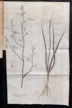 Phalagium parvo Flore ramosum T.