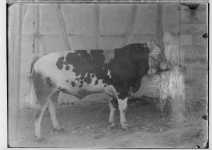 Landwirtschaftskammer Sigmaringen 1934 - Tieraufnahmen Stier