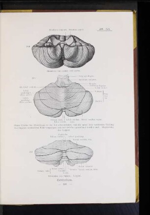 211 Kleinhirn von hinten. Lappen.