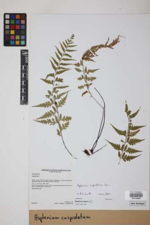 Asplenium cuspidatum Lam.