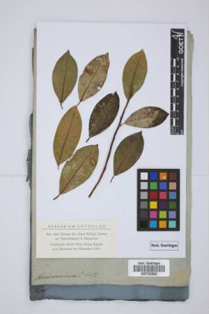 Ficus americana