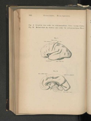 Grosshirn. Hemisphäre.