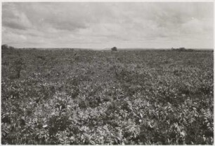 Graslandschaft zwischen der Fazenda Boa Esperanca und dem Rio Brilhante : 9,57 km von der Fazenda Boa Esperanca entfernt