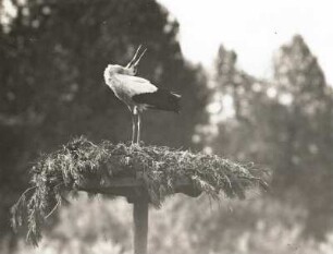 Weißer Storch (Ciconia ciconia L.), klappernd auf dem Nest
