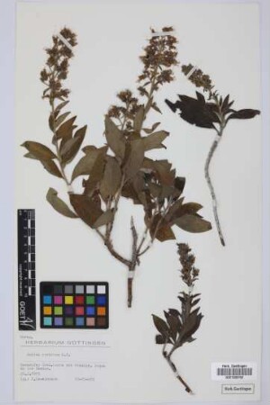 Echium strictum L.f.