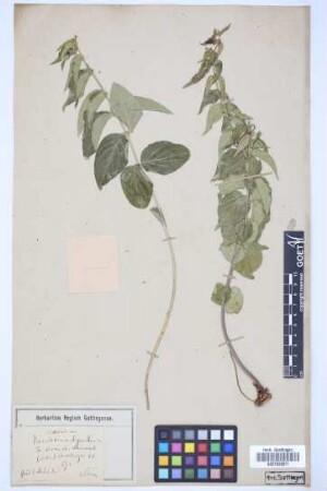 Vincetoxicum chrysanthum