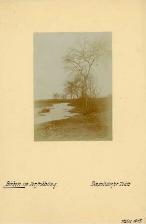 Birken am Teich : Birken (Betula pendula Roth) am Dippelsdorfer Teich bei Moritzburg.