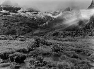 Lobelien : Lobelien ohne Blütenstand im Mount-Kenya-Massiv