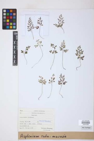 Asplenium ruta-muraria L.