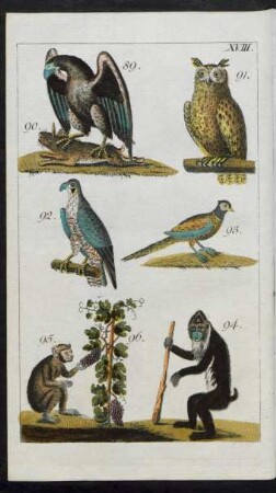 Taf. XVIII. Fig. 89. Der gemeine Adler Fig. 91.. Der große Uhu Fig. 92. Der Falke Fig. 93 Der Fasan Fig. 94. Der Pavian Mormon oder Simia Mormon Fig. 95. Der Pithekos oder gemeine Affe Fig. 96 Der Weinstock