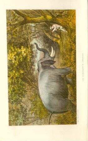 The elephant's charge