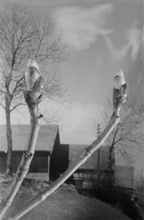Fotomontage mit Kastanienknospen und einer Dorfansicht