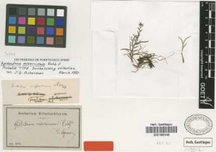 Epidendrum miserrimum Rchb.f. [type]