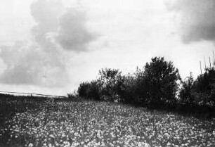 Wolkenbilder. Wolken über einer blühenden Wiese