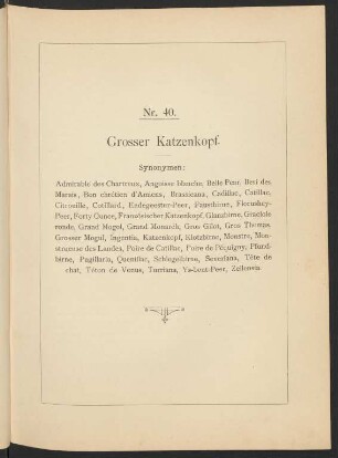 Nr. 40. Grosser Katzenkopf
