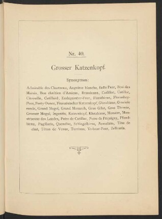 Nr. 40. Grosser Katzenkopf