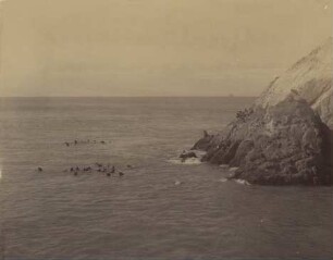 San Francisco: The Seal Rocks : near view showing seals