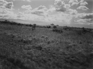Savanne : Vegetation einer Savannenlandschaft in Tansania