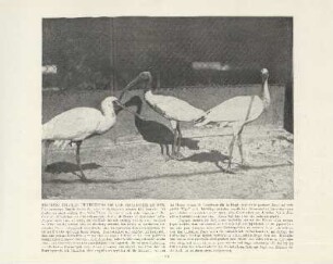 Mischling zwischen chinesischem Ibis und japanischem Löffler