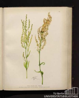 Rumex acetosella Linné. Ampfer.