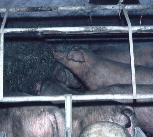 Fotografie: Sauenhaltung, Gruppenhaltung, Futtervorlage, Futteraufnahme
