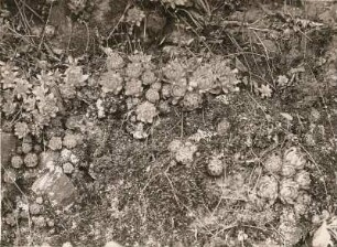 Mittelsächsisches Bergland. Felshang am Goßberg mit Sprossender Hauswurz (Sempervivum soboliferum)