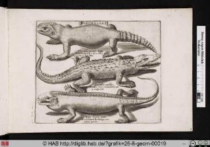 ANIMALIA. Krokodile und Echsen.