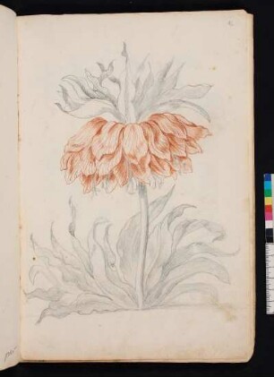 Einfache goldgelbe Kaiserkrone nach Maria Sibylla Merian, Blumenbuch, Faszikel II, Taf. 4